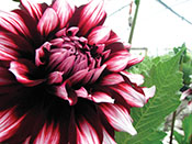 Dahlias1